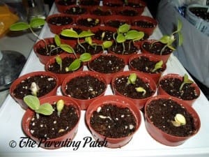 Small Squash Seedlings