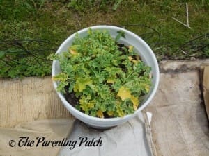 Kale in a Container Garden 2
