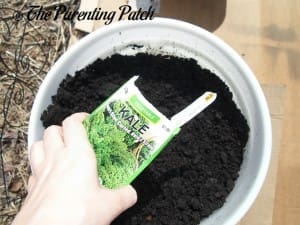 Planting Kale Seeds