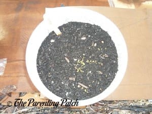 Small Kale Sprouts 1