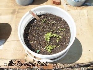 Small Kale Sprouts 2