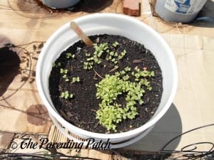 Small Kale Sprouts 3