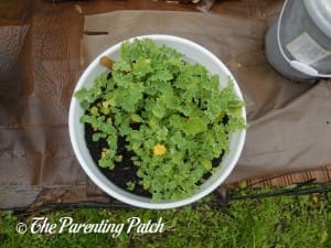 Kale in a Container Garden 1