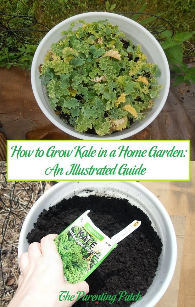 How to Grow Kale in a Home Garden: An Illustrated Guide
