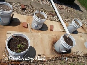 Leafy Greens Growing in Containers