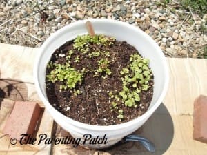 Small Leaf Lettuce Plants