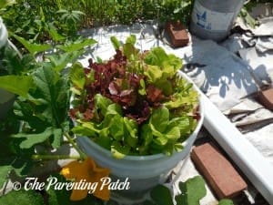 Large Leaf Lettuce Plants