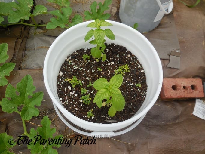 Two Medium Basil Plants
