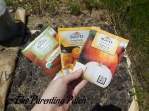 Pumpkin Seed Packets