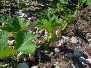 Small Pumpkin Fruit with Blossom