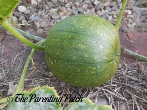 Larger Pumpkin Fruit