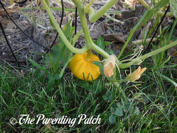 Small Orange Pumpkin on Vine