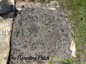 Freshly Planted Pumpkin Seeds