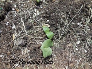 Two Pumpkin Seedlings