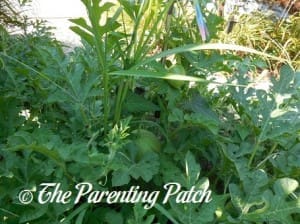 Small Watermelon in Vines