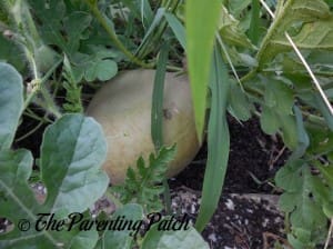 Large Watermelon Protected with Nylon Stocking
