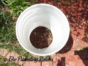 Tiny Watermelon Seedlings Protected by Bucket