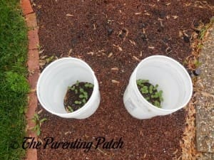 Small Watermelon Seedlings Protected by Bucket