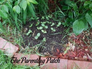 Small Watermelon Seedlings