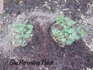 Watermelon Seedlings Growing Large