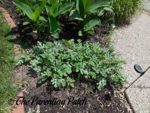 Small Watermelon Vines