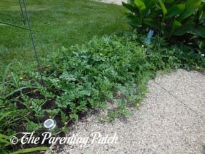 Medium Watermelon Vines