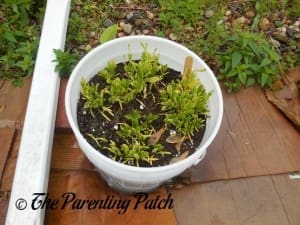 Smaller Spinach Plants