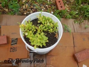 Larger Spinach Plants