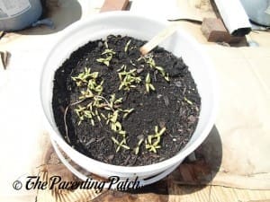 Growing Swiss Chard in a Home Garden 2