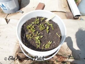 Growing Swiss Chard in a Home Garden 3