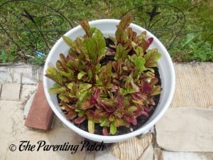 Growing Swiss Chard in a Home Garden 5