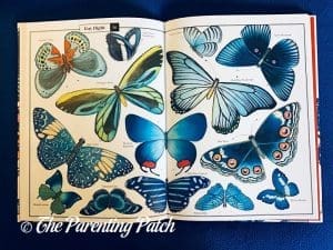 Inside Pages of 'Wonders of Nature: Explorations in the World of Birds, Insects, and Fish' 2