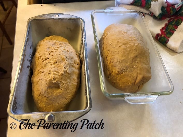 Dividing the Dough for Brown Bread
