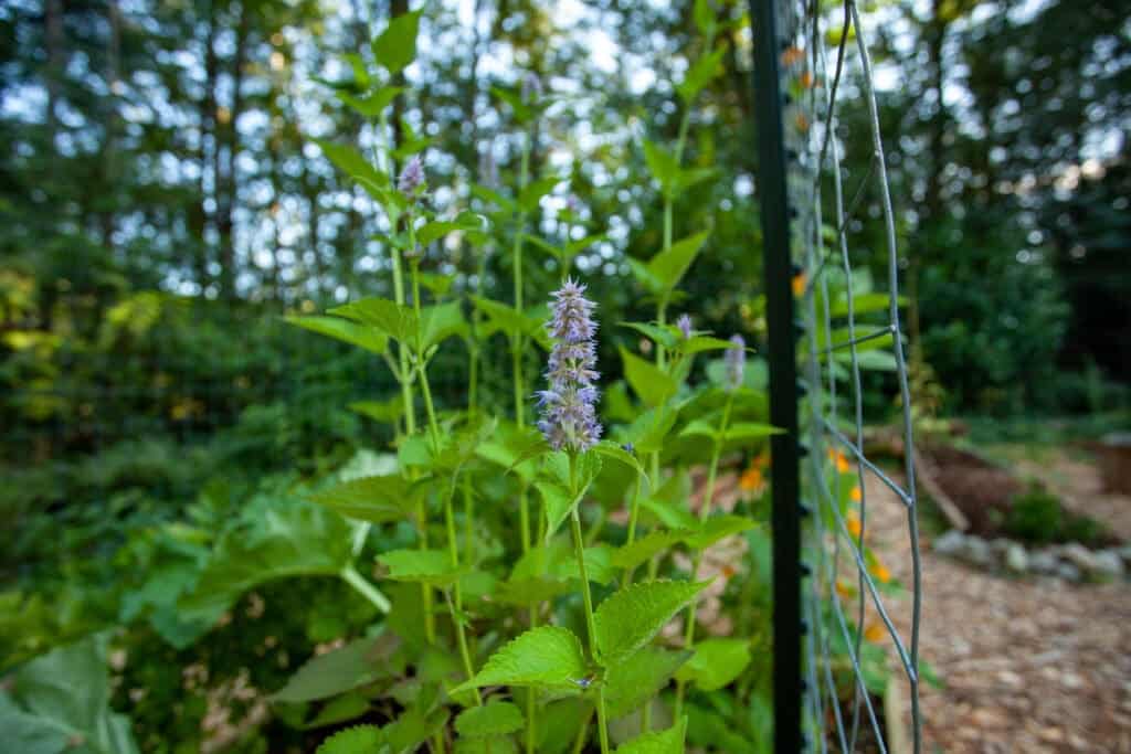 Anise Hyssop