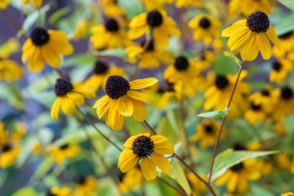 Beautiful yellow flower in the garden