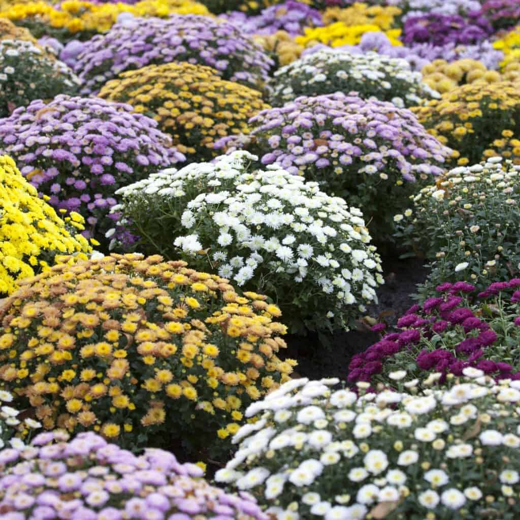 chrysanthemums