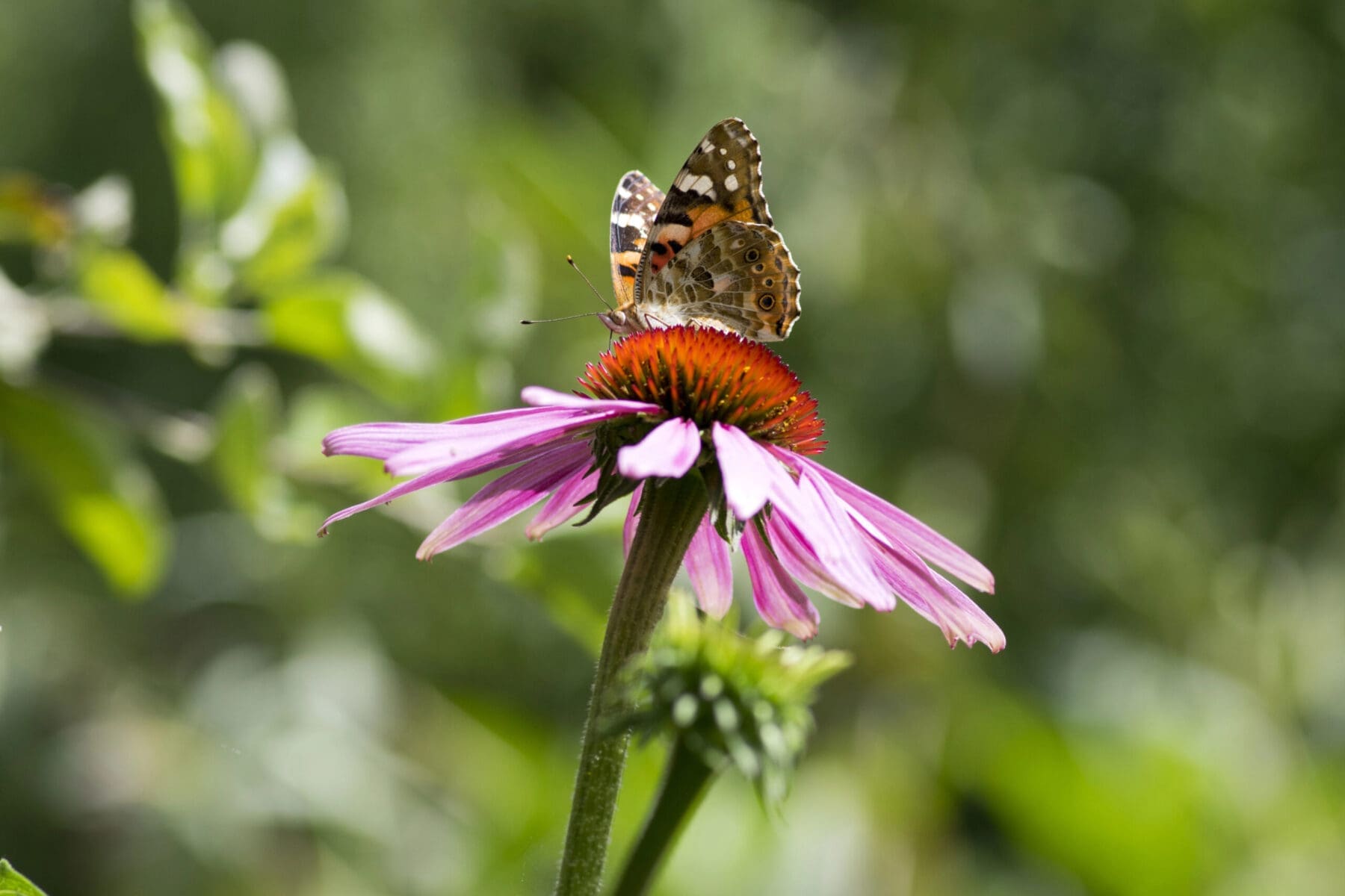 Coneflowers planted in August