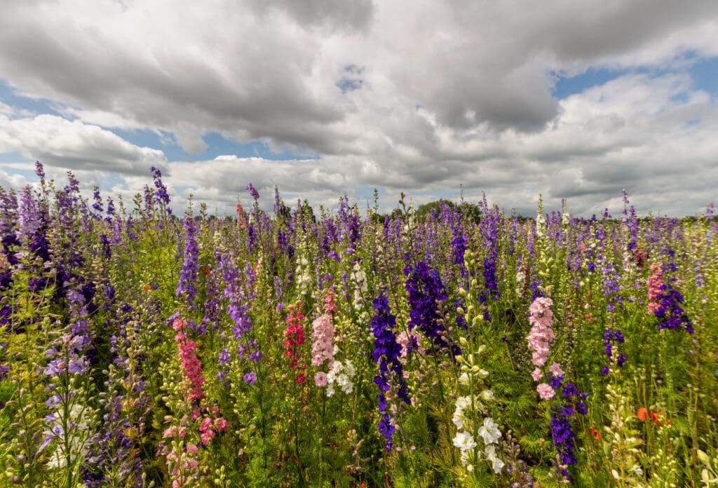 Delphiniums