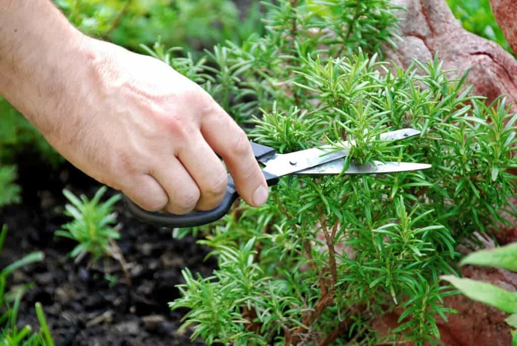 Harvesting Rosemary