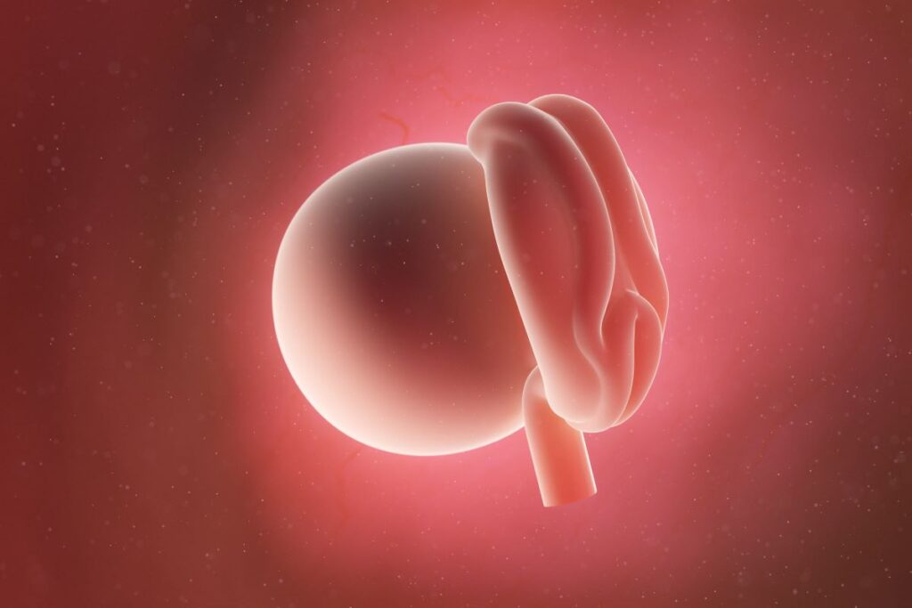 Human Embryo - Baby Development at 4 Weeks