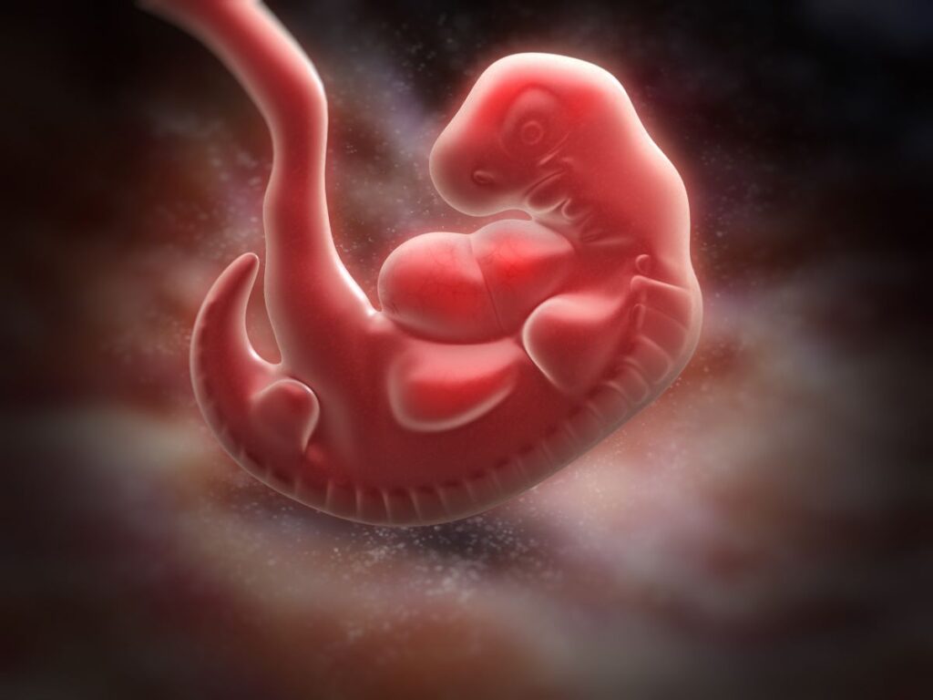Human Embryo - Baby Development at 5 Weeks