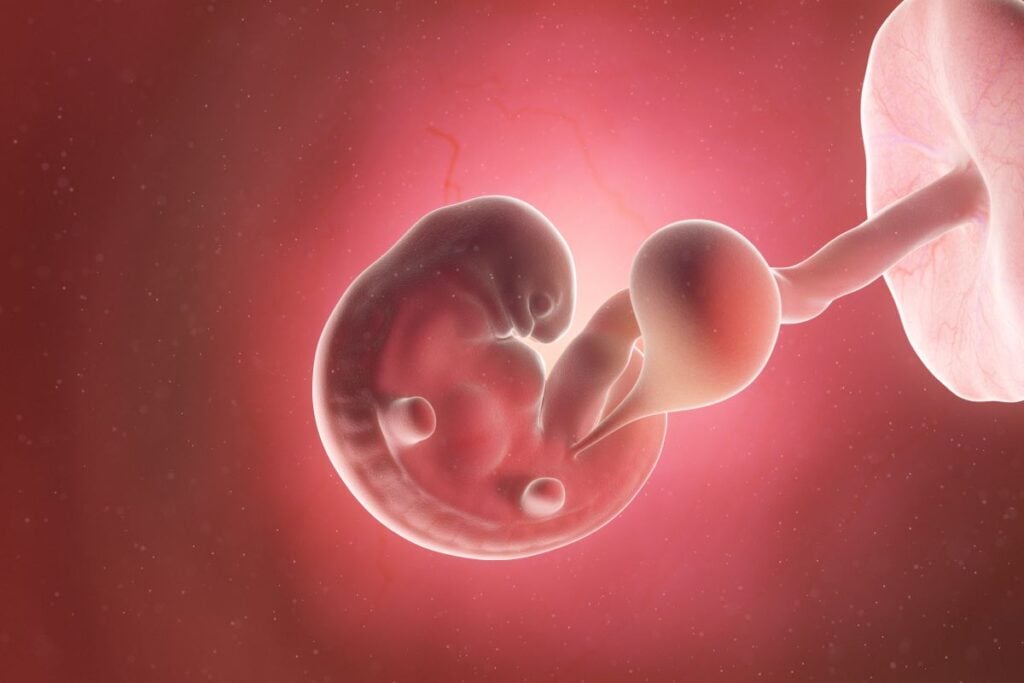 Human Embryo - Baby Development at 6 Weeks
