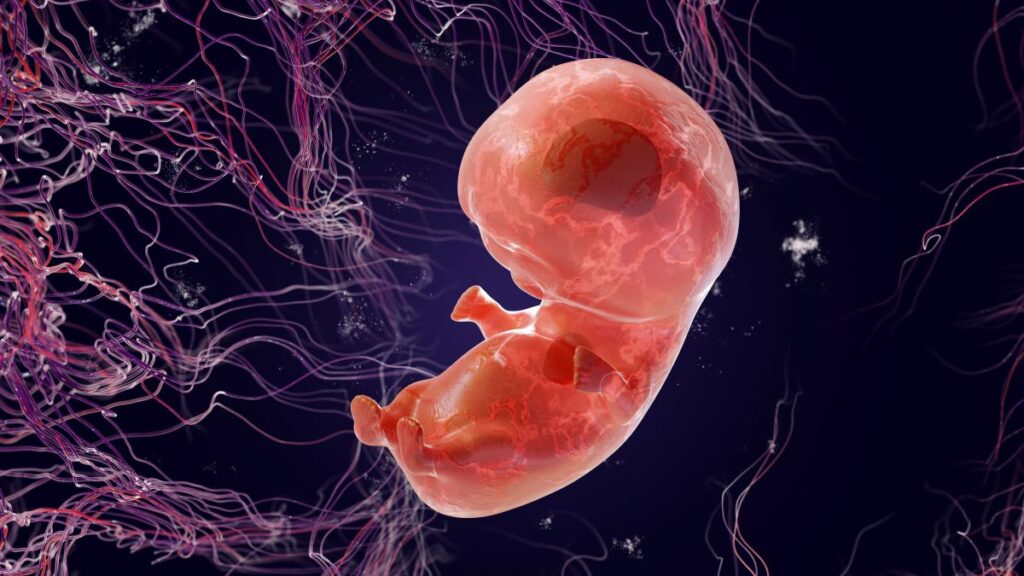 Human Embryo - Baby Development at 7 Weeks