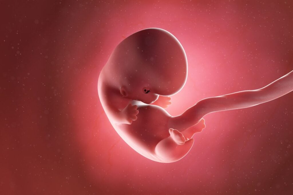 Human Embryo - Baby Development at 8 Weeks