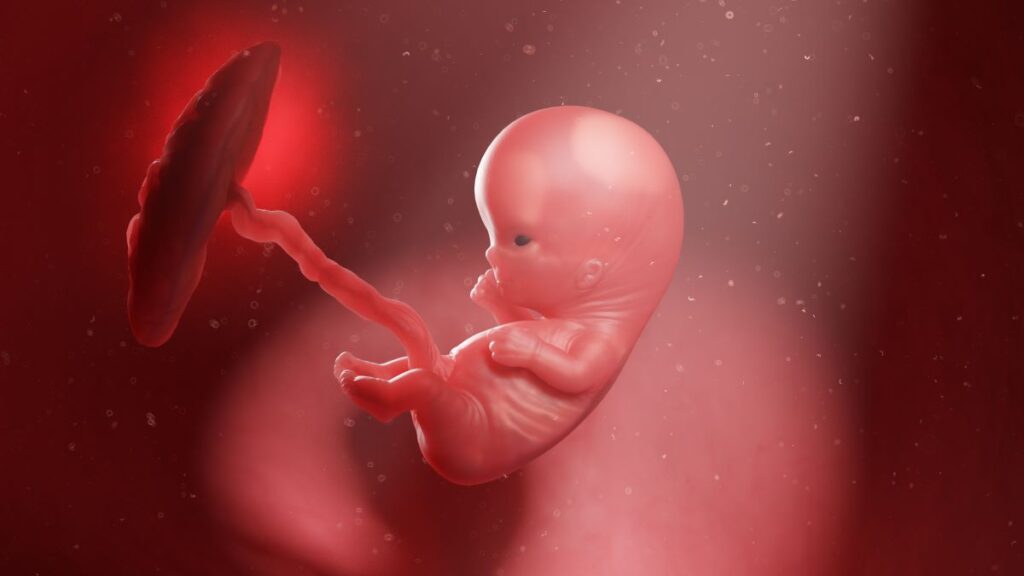 Human Fetus - Baby Development at 10 Weeks