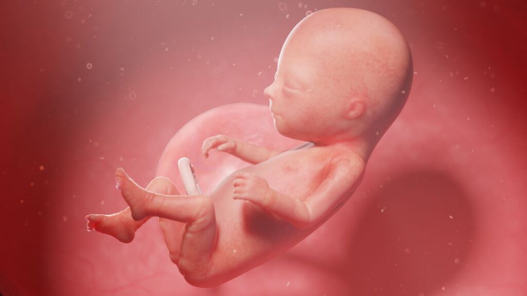 Human Fetus - Baby Development at 14 Weeks
