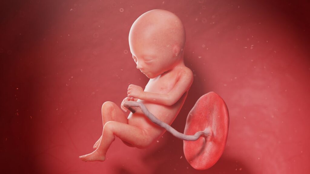 Human Fetus - Baby Development at 17 Weeks