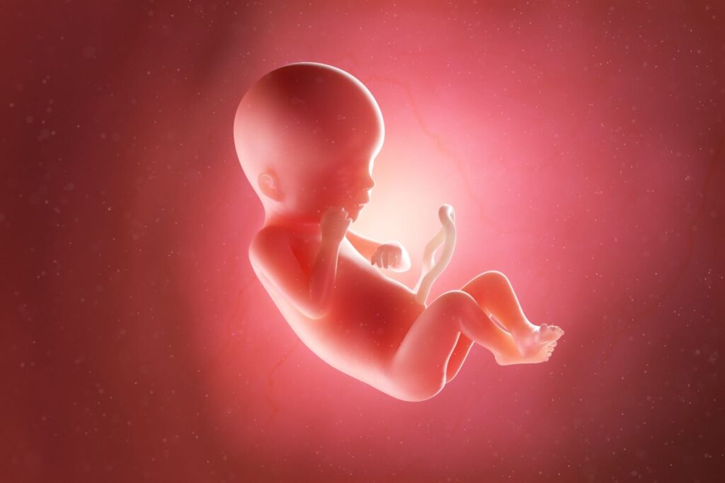 Human Fetus - Baby Development at 19 Weeks