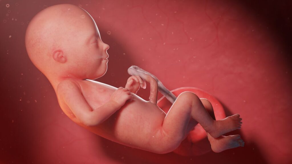 Human Fetus - Baby Development at 21 Weeks