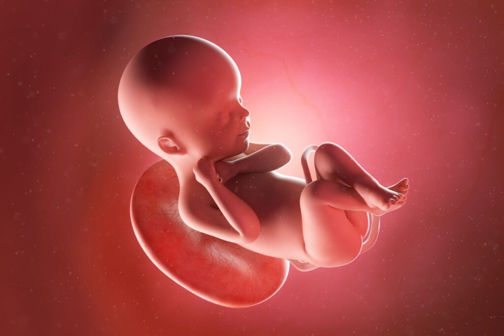 Human Fetus - Baby Development at 24 Weeks